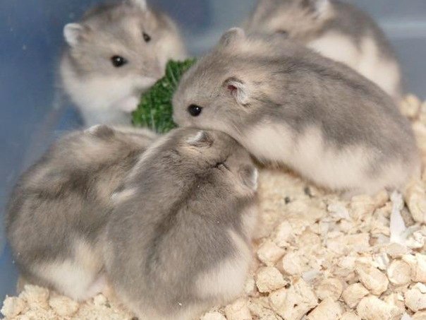 Породы хомяков | ЗооТом - продажа, вязка и услуги для животных в Кубинке