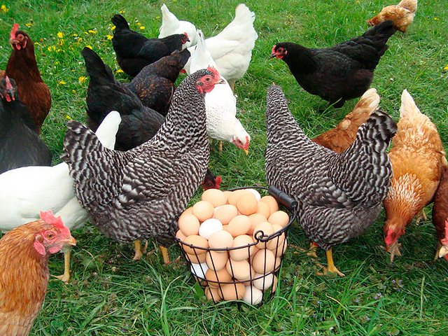 Содержание кур и уход за ними | ЗооТом - продажа, вязка и услуги для животных в Кубинке