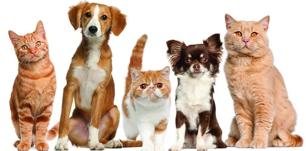 Доска объявлений о животных | ЗооТом - продажа, вязка и услуги для животных в Кубинке