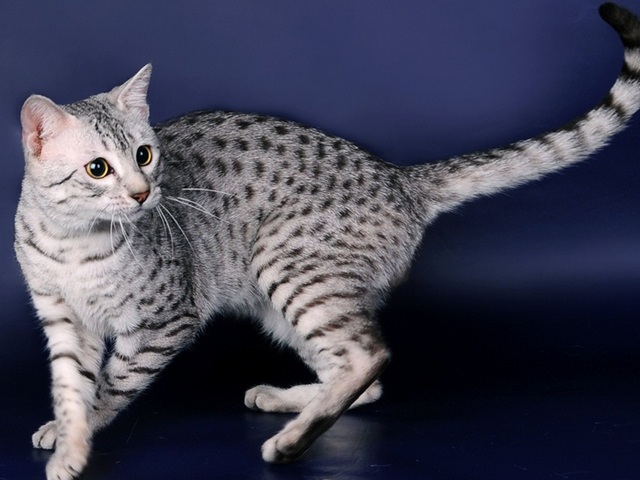 Породы кошек в Кубинке | ЗооТом портал о животных