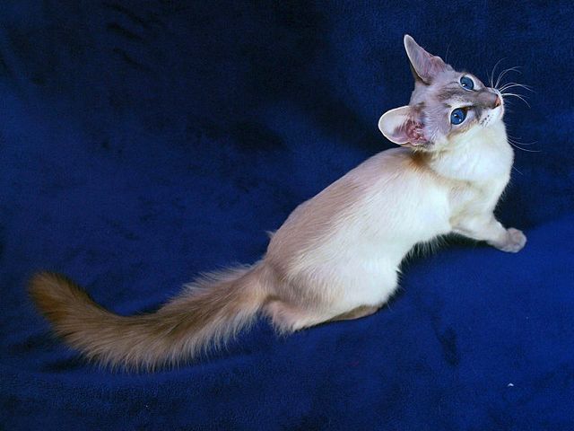 Выведенные породы кошек в Кубинке | ЗооТом портал о животных