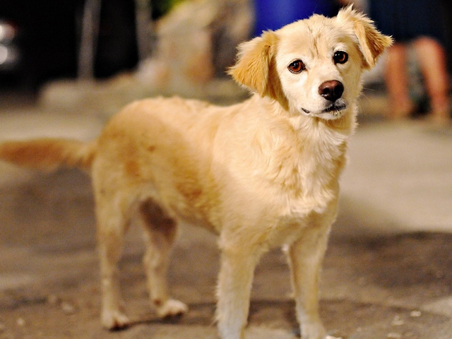 Породы собак в Кубинке | ЗооТом портал о животных