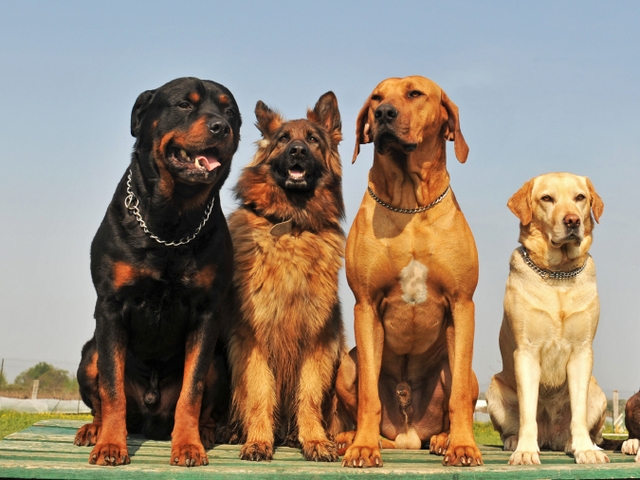 Крупные породы собак в Кубинке | ЗооТом портал о животных